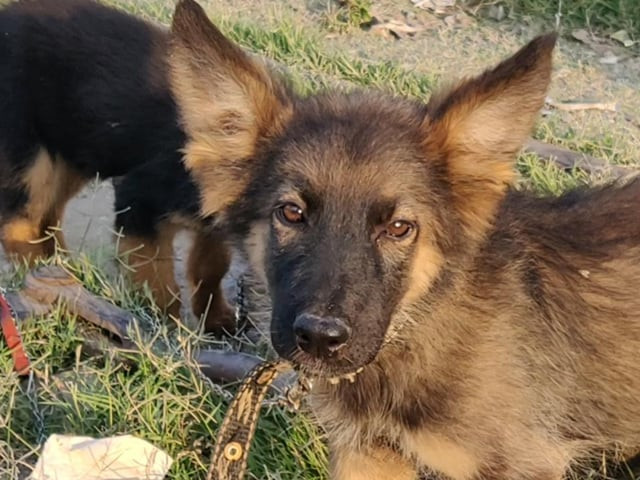 initiative is part of efforts to control growing population of stray dogs and to protect public from rabies photo express initiative is part of efforts to control growing population of stray dogs and to protect public from rabies photo express