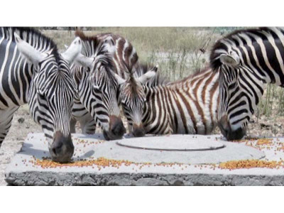 safari park welcomes young residents safari park welcomes young residents