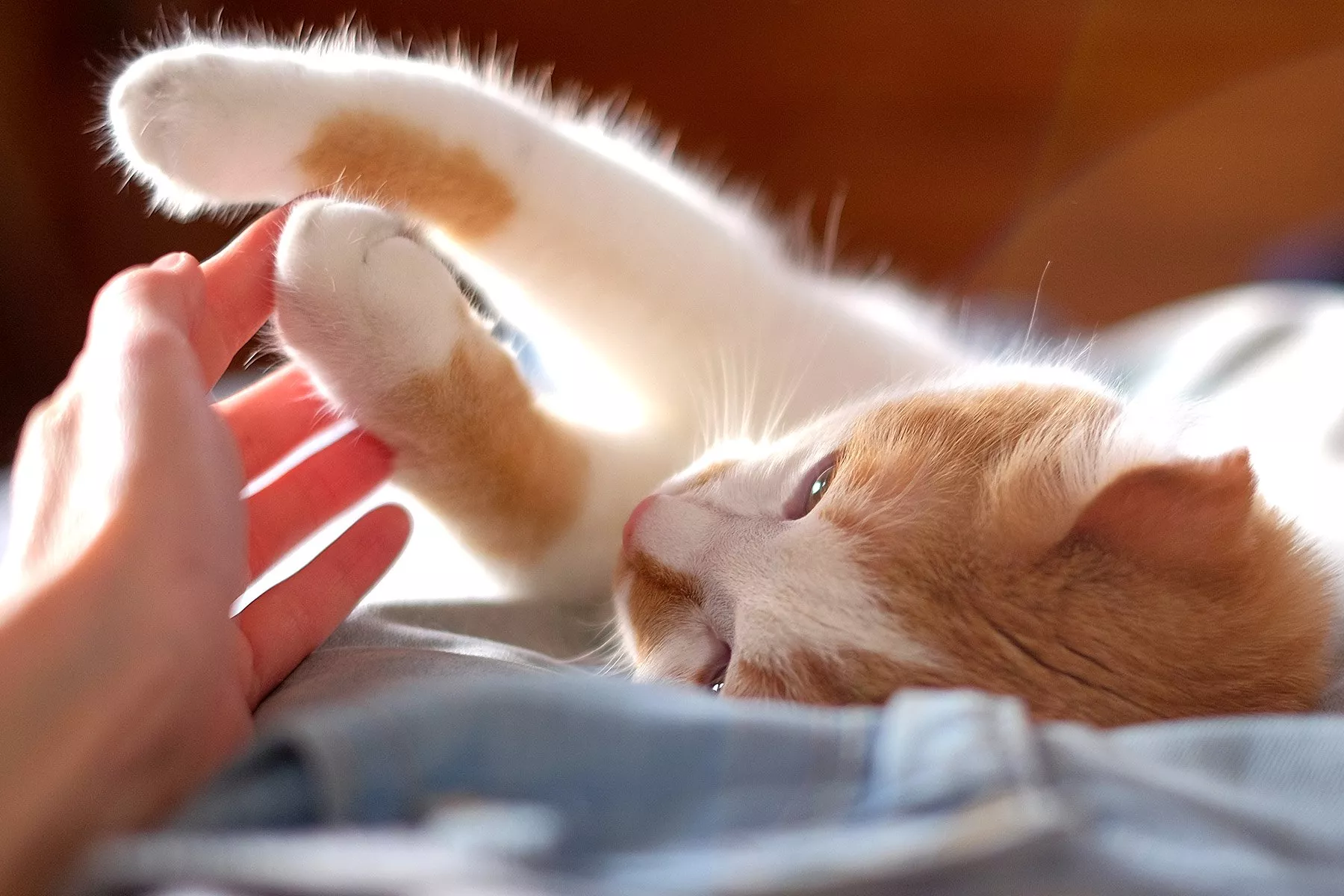 being a cat lady can be good for your health studies say being a cat lady can be good for your health studies say