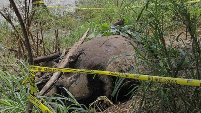 parade of elephants killed in southern ethiopia parade of elephants killed in southern ethiopia