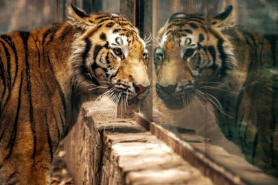 mexican zoo takes in animals endangered during pandemic mexican zoo takes in animals endangered during pandemic