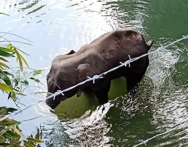 sorry sister krishnan who witnessed the elephant s death writes in a facebook post photo facebook mohan krishnan