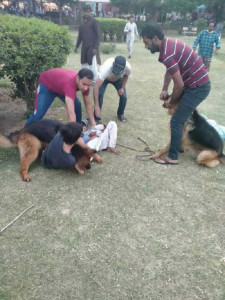 video german shepherd attacks young boy in lahore park video german shepherd attacks young boy in lahore park
