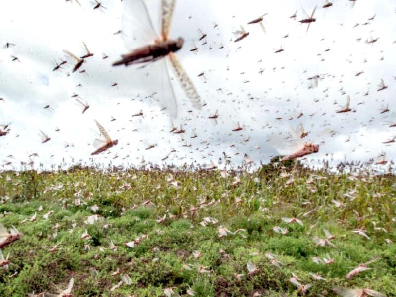 worst of locust swarms yet to come