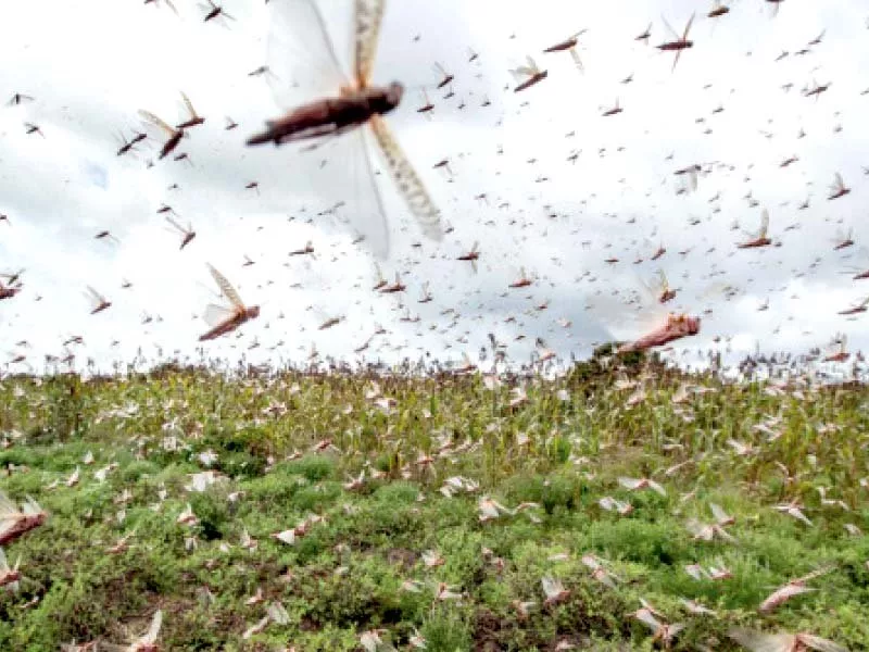 worst of locust swarms yet to come worst of locust swarms yet to come
