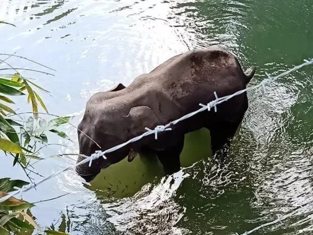 video of elephant moaning in pain went viral on social media pushing authorities to take action photo facebook mohan video of elephant moaning in pain went viral on social media pushing authorities to take action photo facebook mohan