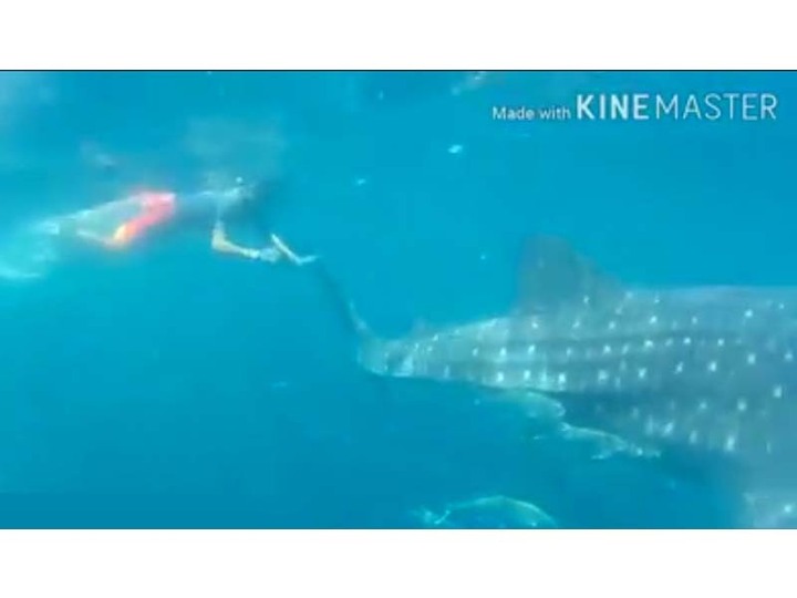 the rare scene can be seen in a video which was filmed using a waterproof camera screengrab