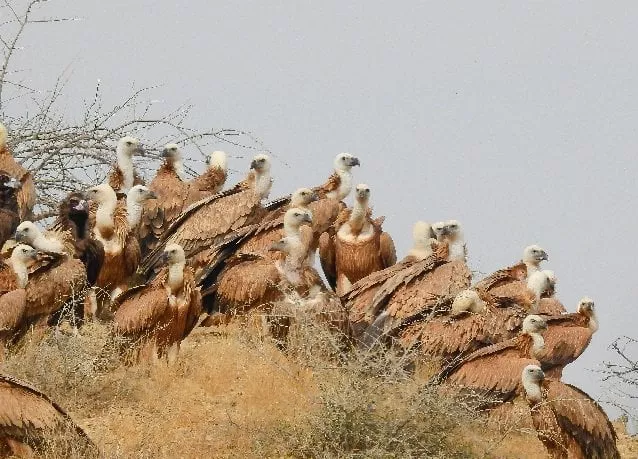 a flock of rare eurasian griffon vulture winter in the kirthar national park north of karachi photo courtesy zeenat bayat a flock of rare eurasian griffon vulture winter in the kirthar national park north of karachi photo courtesy zeenat bayat