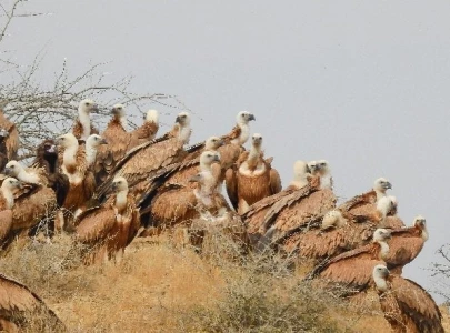 shc orders chief secretary to affirm protection of kirthar national park shc orders chief secretary to affirm protection of kirthar national park