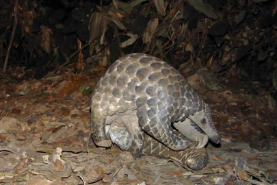 wwf p lauds china s move to protect pangolins wwf p lauds china s move to protect pangolins