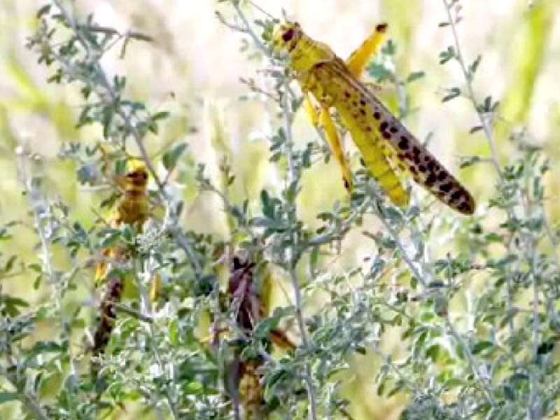 govt fully determined to eradicate locusts food minister