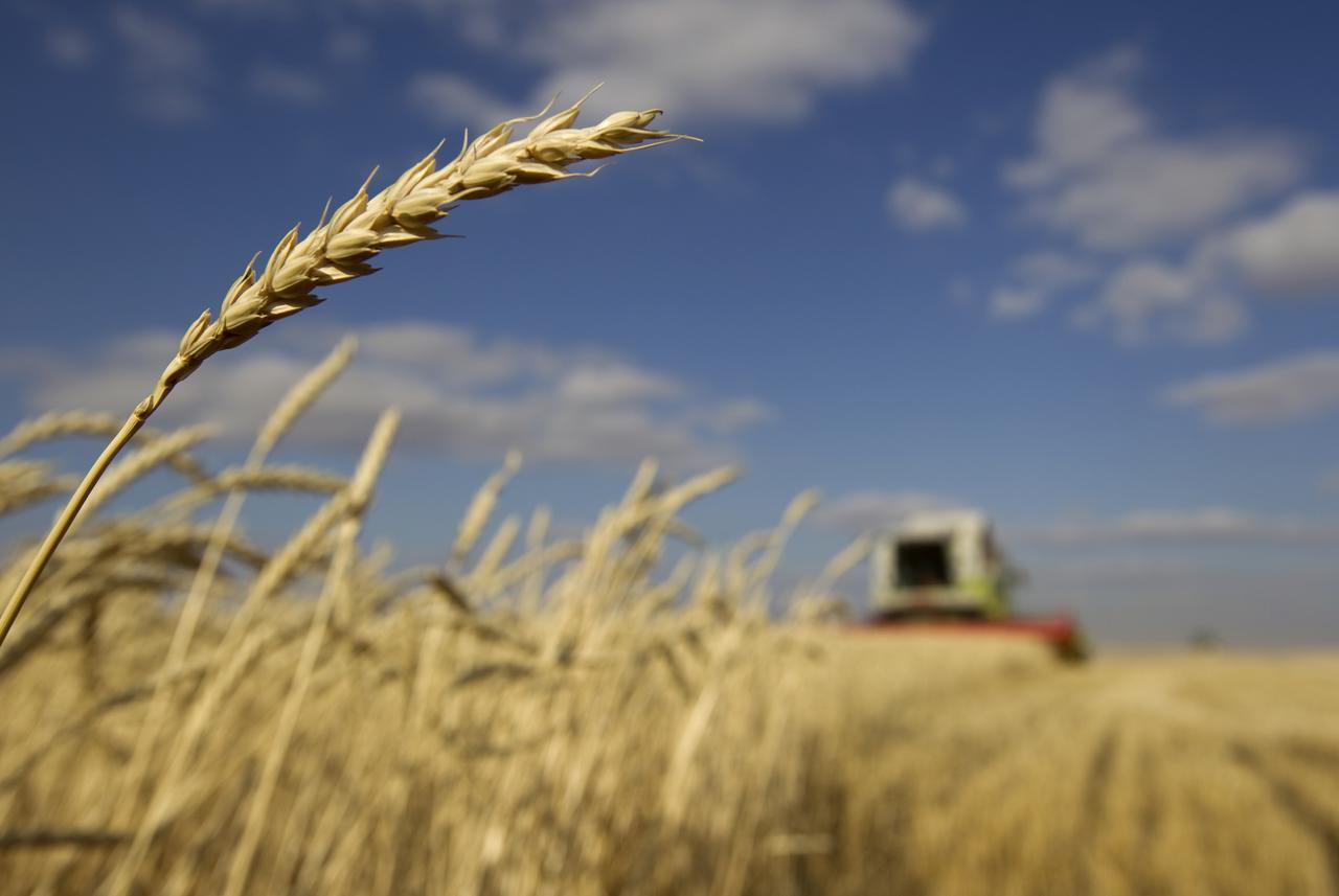 decides to curb wheat smuggling launch huge crackdown against hoarders photo reuters file