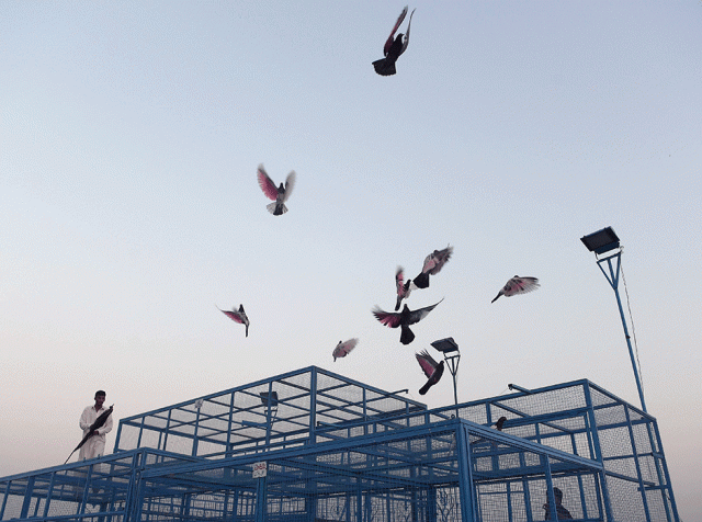 a caretaker releases racing pigeons from their cage on the final day of the pigeon race national championship in islamabad photo afp file a caretaker releases racing pigeons from their cage on the final day of the pigeon race national championship in islamabad photo afp file