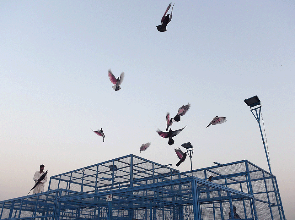 a caretaker releases racing pigeons from their cage on the final day of the pigeon race national championship in islamabad photo afp file