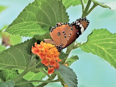 butterfly sanctuary a reserve amidst concrete jungle butterfly sanctuary a reserve amidst concrete jungle