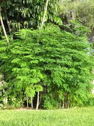 moringa tree a nutritional and medicinal miracle