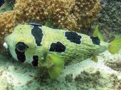 make churna island a marine protected area