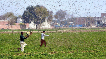 locust infestation a bigger threat than coronavirus in pakistan locust infestation a bigger threat than coronavirus in pakistan