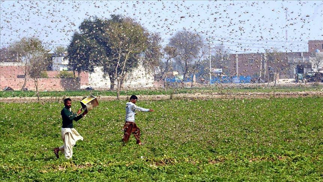 locust infestation a bigger threat than coronavirus in pakistan