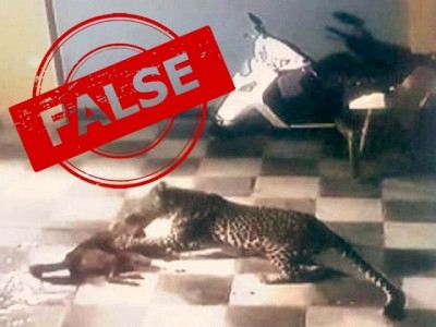 tribune fact check leopard jumps into islamabad house attacks pet dog tribune fact check leopard jumps into islamabad house attacks pet dog