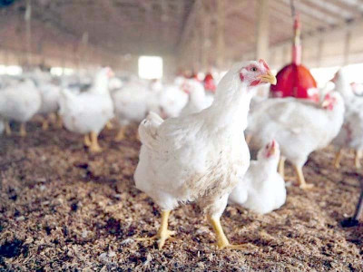poultry sector demands sbp s intervention