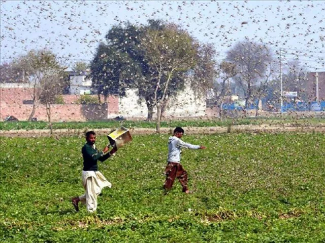 being a periodical phenomenon locust attack happens in decades and pakistan has recently witnessed it after 27 years since the last attack in 1992 photo anadolu agency file being a periodical phenomenon locust attack happens in decades and pakistan has recently witnessed it after 27 years since the last attack in 1992 photo anadolu agency file