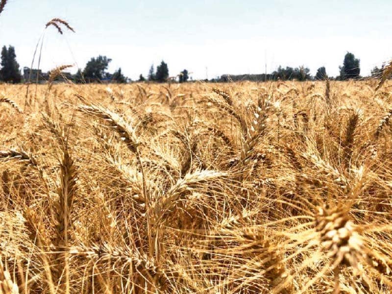 the government has decided to lift inter provincial ban on wheat movement that may further increase prices besides increas ing chances of smuggling photo reuters