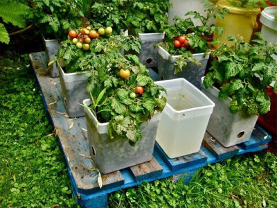 kitchen gardening project kicks off in pindi