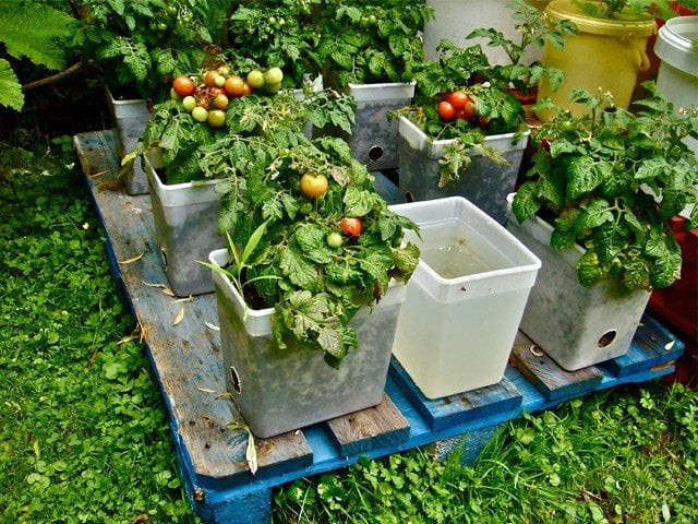 kitchen gardening photo reuters kitchen gardening photo reuters