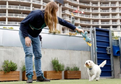 uk animal shelter uses video calls to find new homes for dogs during pandemic uk animal shelter uses video calls to find new homes for dogs during pandemic
