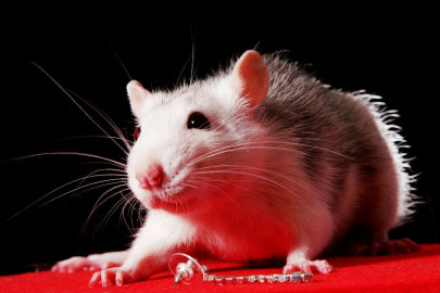 live rat found in aussie loaf