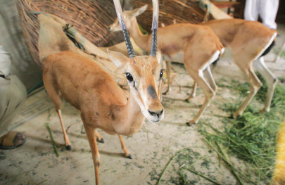 railway police foil deer smuggling bid