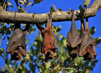 researchers in thailand test horseshoe bats for coronavirus