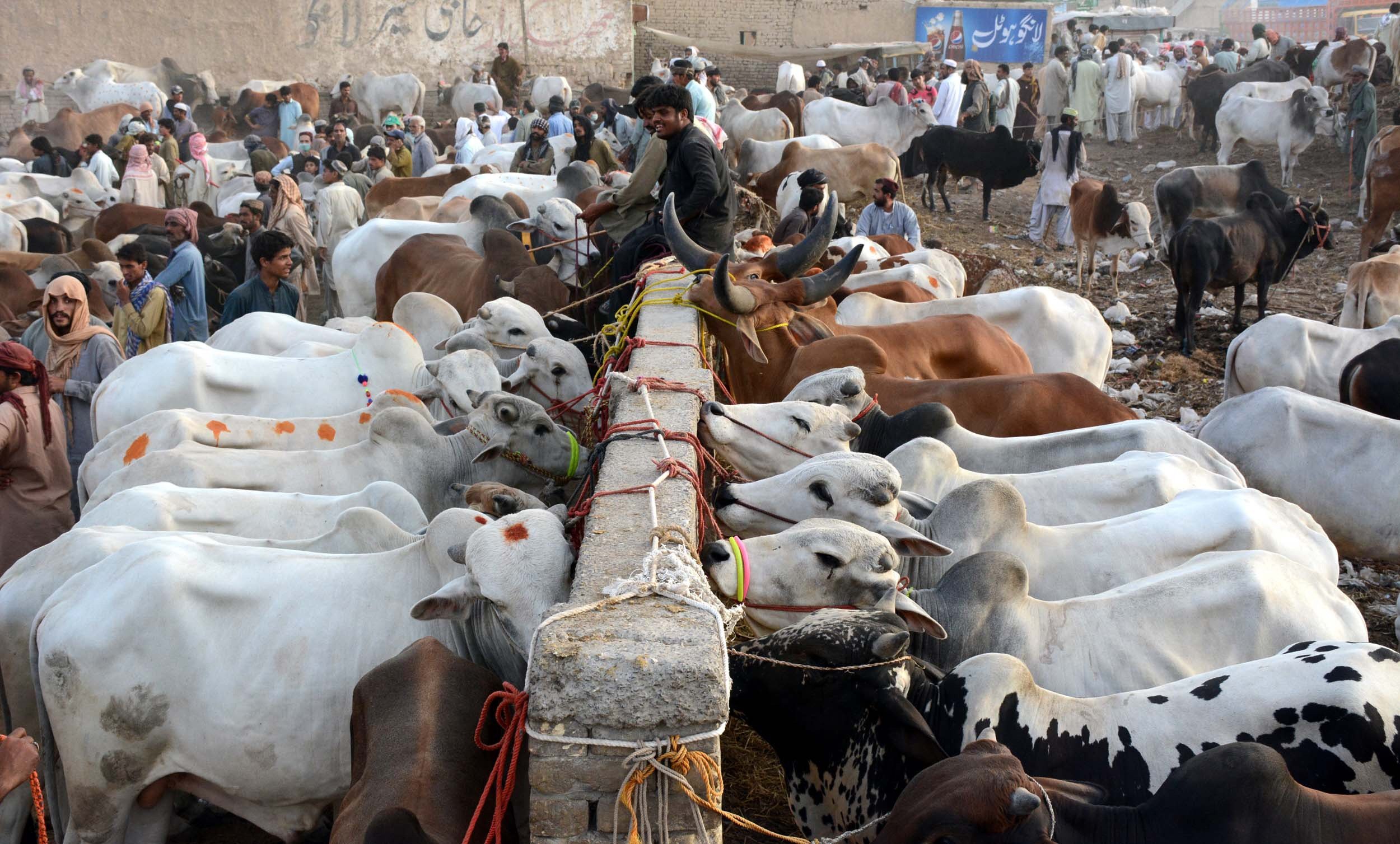 039 restrictions on cattle markets amid pandemic do not apply to those set up for eidul azha 039 photo express