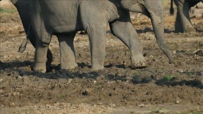 three elephants in bangladesh found electrocuted