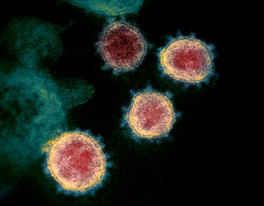 mutation in new coronavirus increases chance of infection study