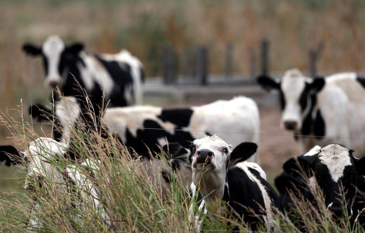 a reuters file image of cows