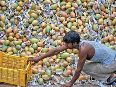 mango growers face sticky season mango growers face sticky season