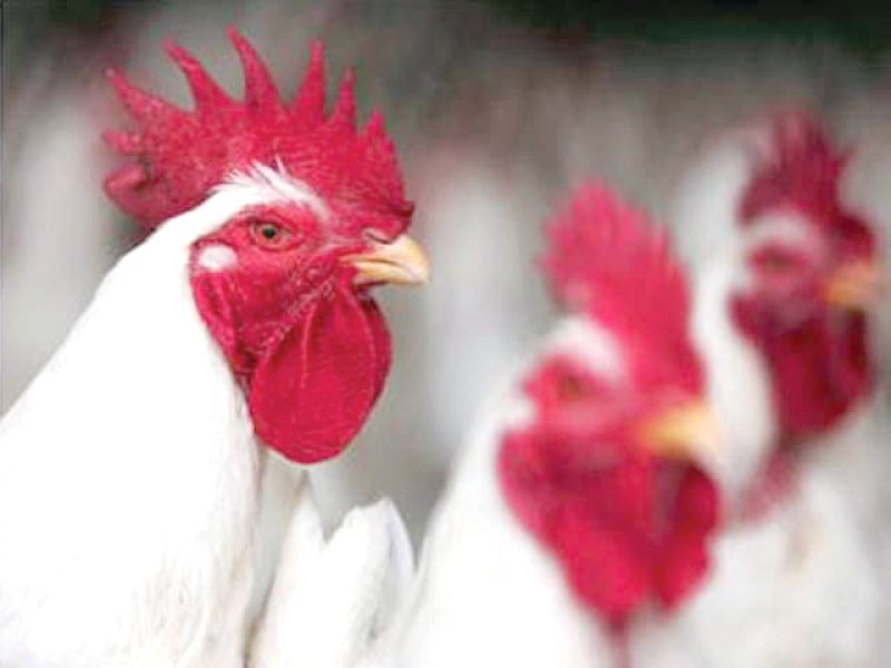 committee takes notice of hike in poultry prices