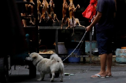 china s annual dog meat fair opens activists hope for last time china s annual dog meat fair opens activists hope for last time