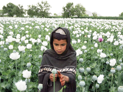 illicit drug production balochistan madrassa students harvest poppy on holidays