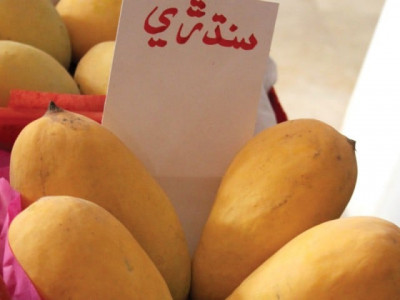my love affair with sindhri mangoes my love affair with sindhri mangoes