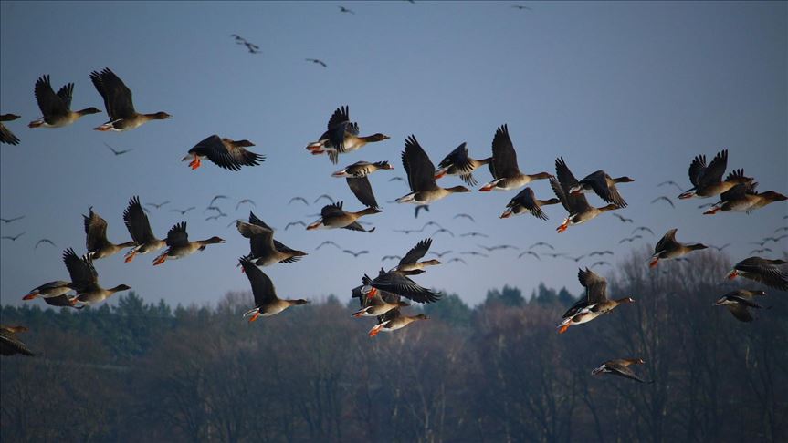 migratory birds flock to pakistan as lockdown keeps poachers at bay