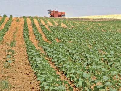 import substitution for edible oil urged import substitution for edible oil urged