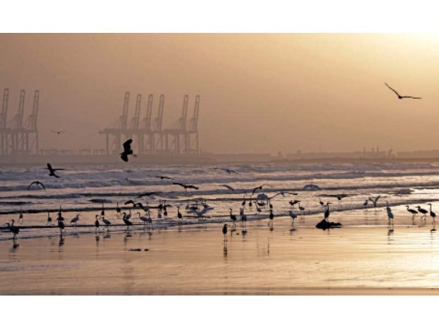 migratory birds including pelicans mallards cranes and waders stop in sindh on their way to and from siberia photo reuters migratory birds including pelicans mallards cranes and waders stop in sindh on their way to and from siberia photo reuters