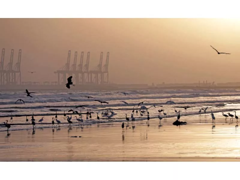 migratory birds including pelicans mallards cranes and waders stop in sindh on their way to and from siberia photo reuters migratory birds including pelicans mallards cranes and waders stop in sindh on their way to and from siberia photo reuters