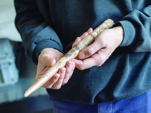 a large projectile point made of gray whale bone from the duruthy rockshelter dated between 18 000 and 17 500 years ago is pictured in landes france photo reuters a large projectile point made of gray whale bone from the duruthy rockshelter dated between 18 000 and 17 500 years ago is pictured in landes france photo reuters