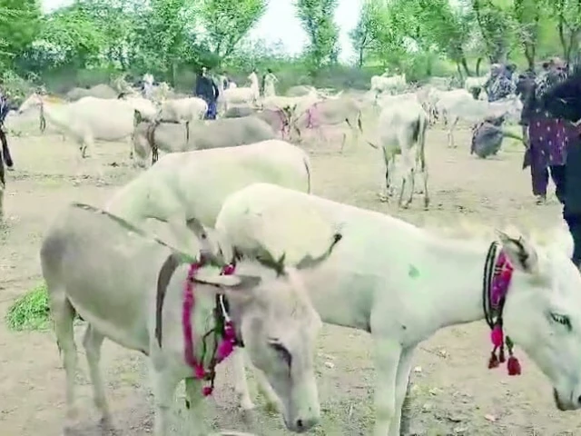 in a vibrant spectacle of hooves and heritage the centuries old donkey market at tando ghulam ali kicks off its annual fair photo express in a vibrant spectacle of hooves and heritage the centuries old donkey market at tando ghulam ali kicks off its annual fair photo express