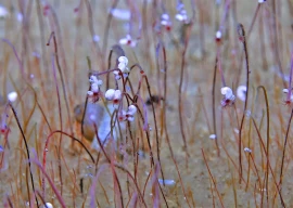 a vibrant oasis of chemical eating creatures found in the deep pacific