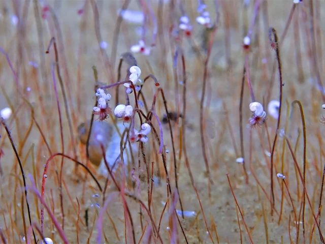 clusters of tube worms called frenulate siboglinids extending red hemoglobin filled tentacles with small mollusks on the tops of the tubes near the tentacles are seen at a depth of 9 320 meters 30 500 feet beneath the sea surface at a site called wintersweet valley in the northwest pacific ocean in this undated image photo reuters clusters of tube worms called frenulate siboglinids extending red hemoglobin filled tentacles with small mollusks on the tops of the tubes near the tentacles are seen at a depth of 9 320 meters 30 500 feet beneath the sea surface at a site called wintersweet valley in the northwest pacific ocean in this undated image photo reuters